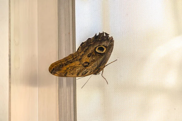 Primer plano de una mariposa amarilla y negra contra una pantalla de malla de alambre —  Fotos de Stock