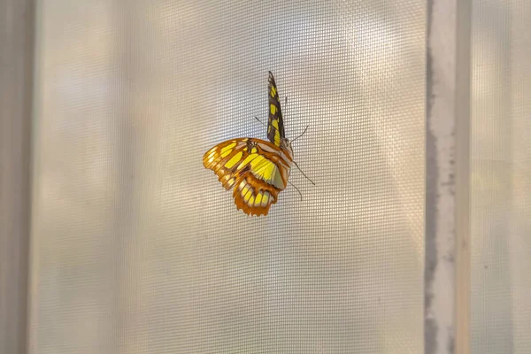 Бабочка с желтыми черно-коричневыми крыльями на фоне оконного экрана — стоковое фото