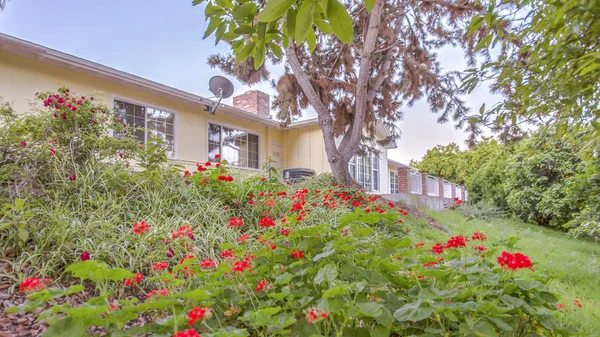 Panorama rahmen grüne pflanzen mit roten blumen in fallbrook home — Stockfoto