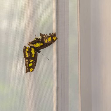 Kare çerçeve Güzel bir kelebeği tel örgü pencere ekranına yakın görünüm