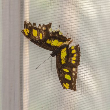 Güzel bir kelebeğin kare yakın görüntüsü tel örgü pencere ekranına karşı