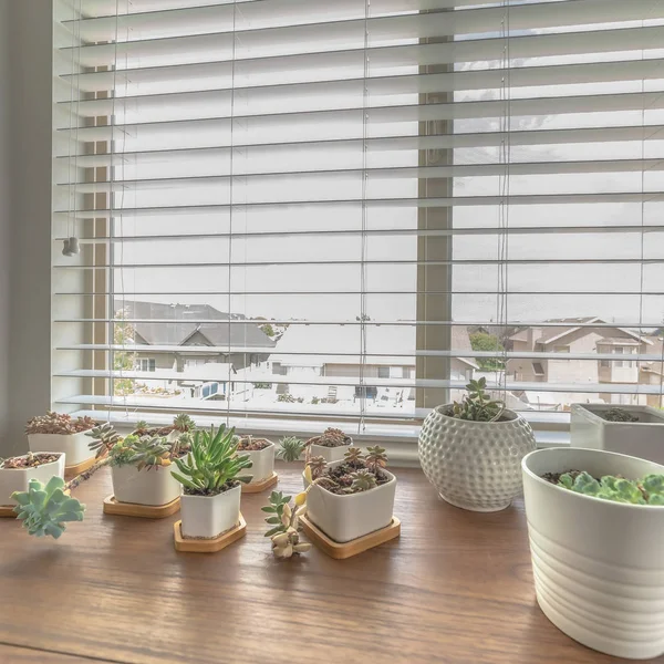 Marco cuadrado Interior del hogar con cactus en macetas blancas en la parte superior del gabinete de madera contra la ventana — Foto de Stock