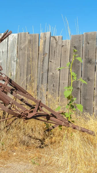 Vertical frame Old vintage farming tractor against grasses and wooden fence on a sunny day