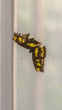 Dikey çerçeve Güzel bir kelebeği tel örgü pencere ekranına yakın görünüm