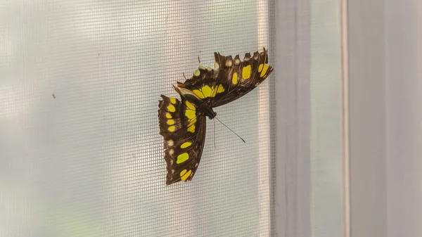 Пано закрывает вид на красивую бабочку на оконном экране из проволочной сетки — стоковое фото