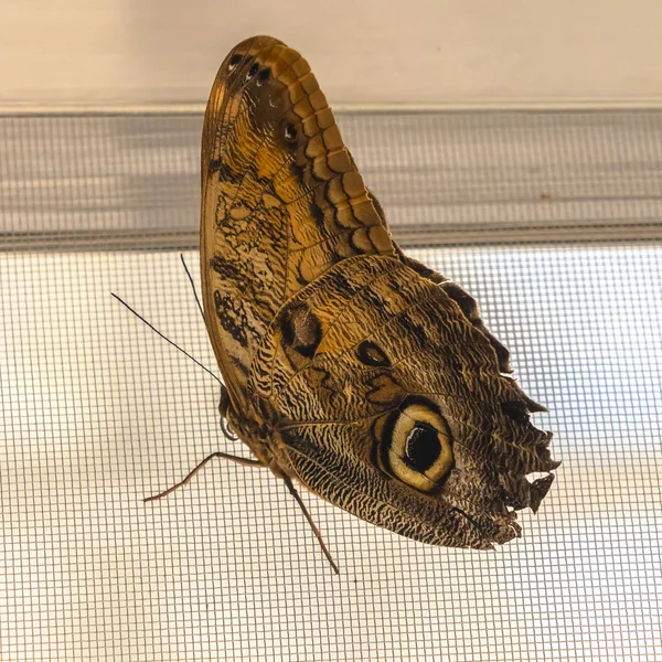 Quadrado Fechar de uma borboleta amarela e preta contra uma tela de janela de arame de malha — Fotografia de Stock