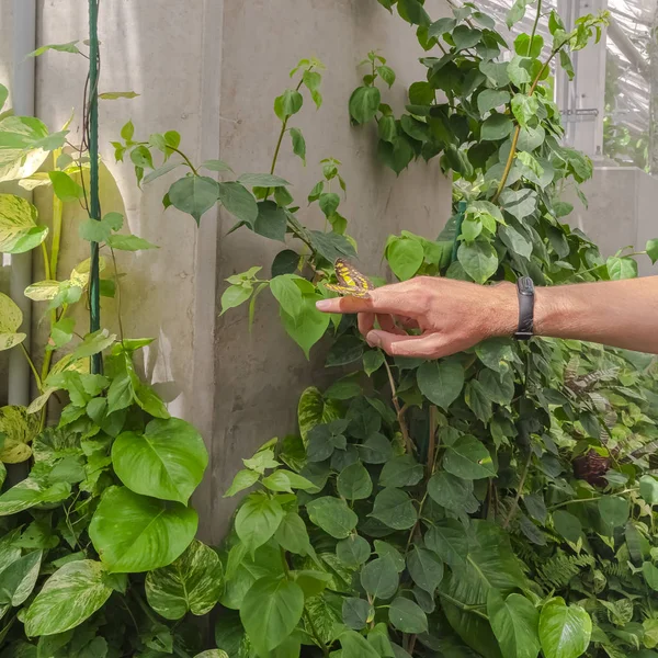 Square Butterfly on the finger of a man against green plants and wall of the greenhouse — 스톡 사진