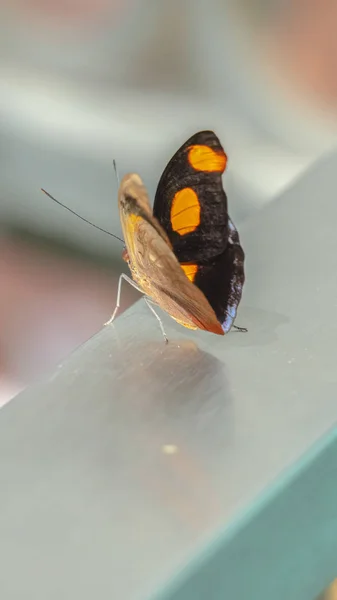 Moldura vertical Foco em uma pequena borboleta bonita com manchas amarelas brilhantes em suas asas pretas — Fotografia de Stock