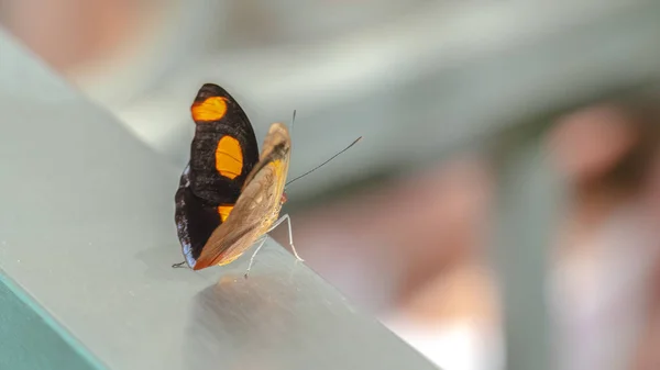 Пано фокусируется на маленькой красивой бабочке с ярко-желтыми пятнами на ее черных крыльях — стоковое фото