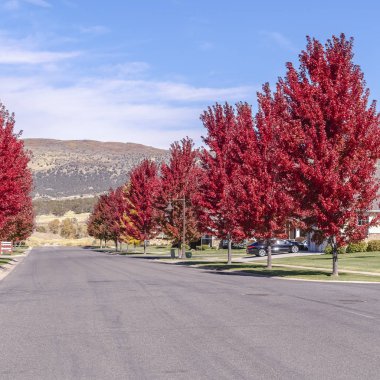 Kare çerçeve Renkli kırmızı akçaağaç Bir şehir caddesi kaplayan