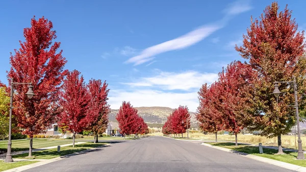 Panorama Street lined with vivid red maple trees in fall