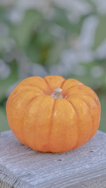 Senkrechter Rahmen ganz frischer Herbst oder Herbstkürbis im Schatten — Stockfoto