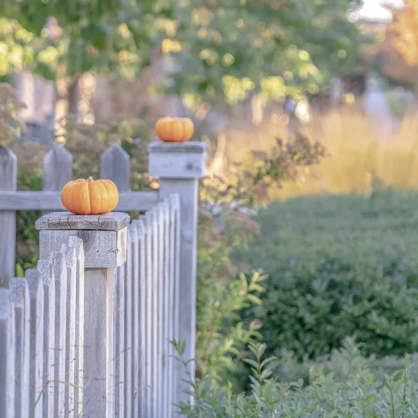 Quadro quadrado Fila de abóboras de outono ou outono em cerca rústica — Fotografia de Stock