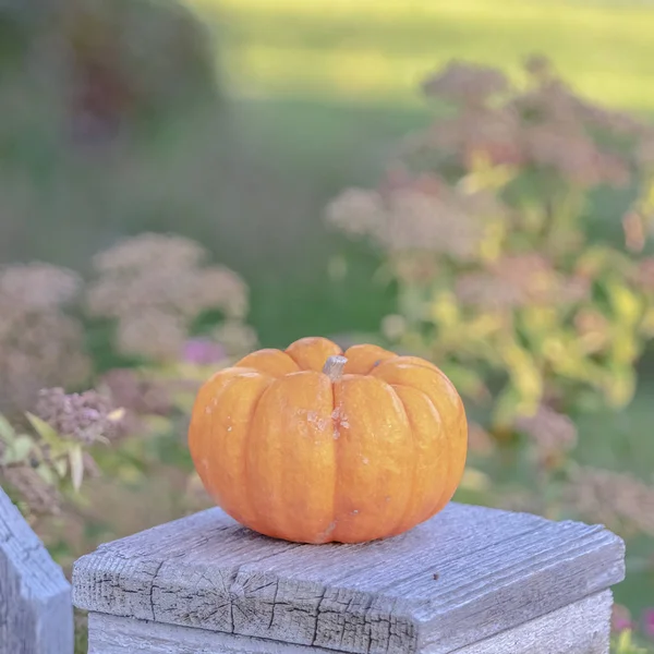 Calabaza de otoño cuadrada en una cerca de madera rústica — Foto de Stock