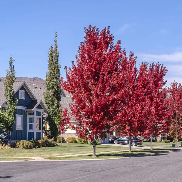 Quadro quadrado Árvores de bordo vermelho coloridas que revestem uma rua urbana — Fotografia de Stock