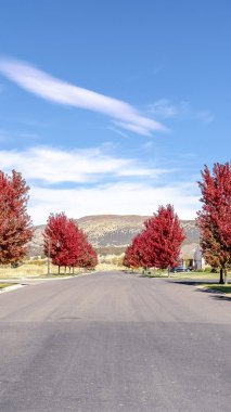 Vertical frame Street lined with vivid red maple trees in fall