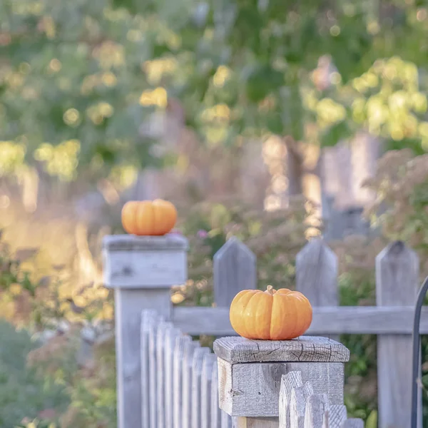Linha quadrada de abóboras de outono ou outono em cerca rústica — Fotografia de Stock