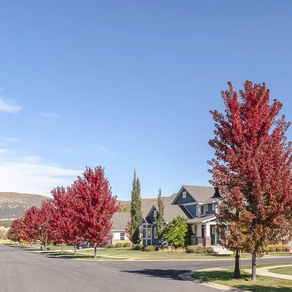 Square frame Tree lined urban street in autumn on a sunny day