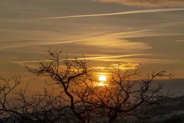 Eerie träd med lövlösa grenar mot gyllene sol och molnig himmel vid solnedgången — Stockfoto
