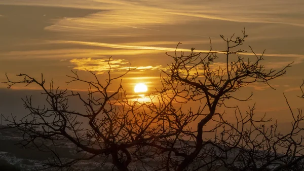 Foto Panorama quadro Árvores misteriosas com ramos sem folhas contra o sol dourado e céu nublado ao pôr do sol — Fotografia de Stock
