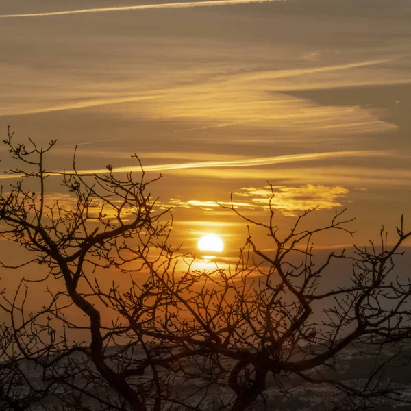 Photo Square Eerie träd med bladlösa grenar mot gyllene sol och molnig himmel vid solnedgången — Stockfoto