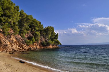 Deniz kıyısında çam.