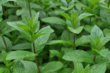 bahçede çok temiz.