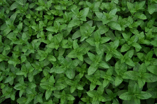 Menta en el jardín . — Foto de Stock