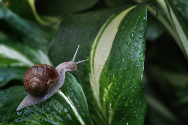 Caracol Jardim Lençol Hóstia Depois Chuva — Fotografia de Stock