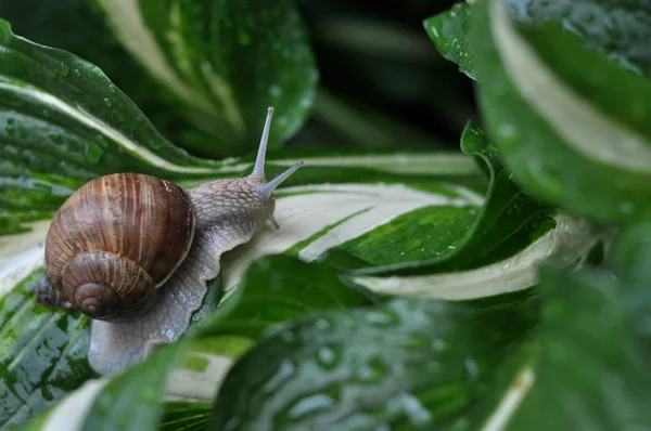 Caracol Jardim Lençol Hóstia Depois Chuva — Fotografia de Stock