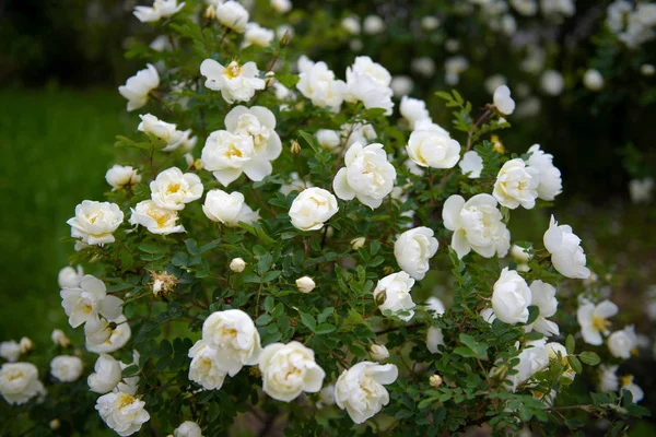 White wild roses — Stock Photo, Image