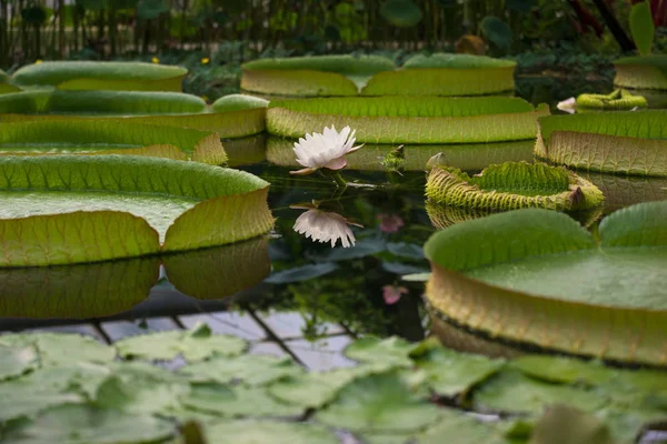 Гигантская вода Лили, Викротия Амазонка — стоковое фото