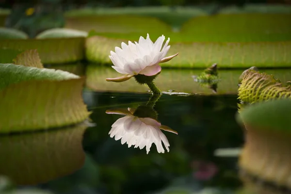 Obří Vodní lilie, Vicrotia Amazonský — Stock fotografie