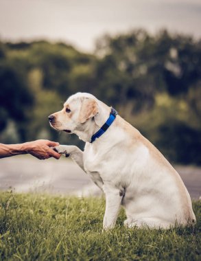 köpek labrador geri almak