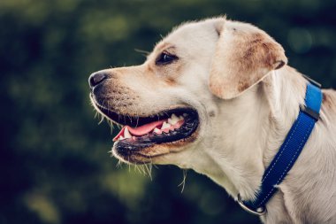 köpek labrador geri almak