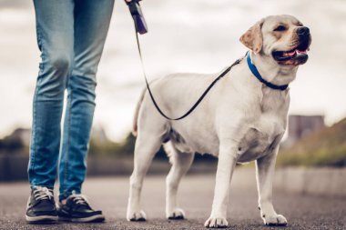 Köpekli adam.
