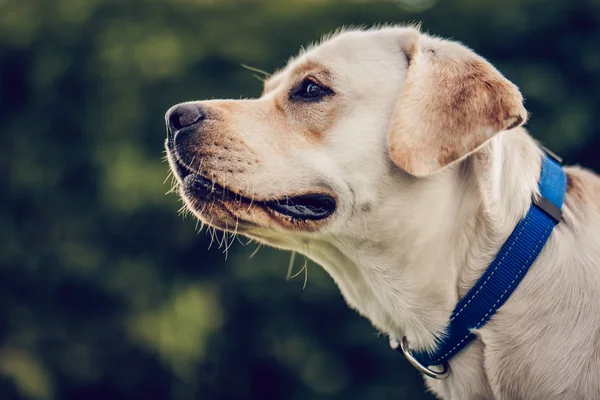 köpek labrador geri almak