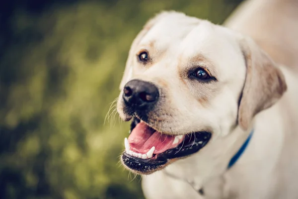 Pies labrador retriever — Zdjęcie stockowe