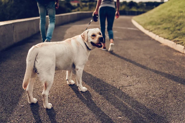Ζευγάρι για μια βόλτα με το σκύλο — Φωτογραφία Αρχείου