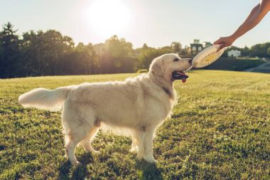 köpek golden retriever