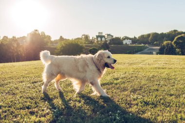 köpek golden retriever