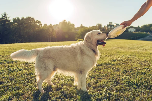 köpek golden retriever