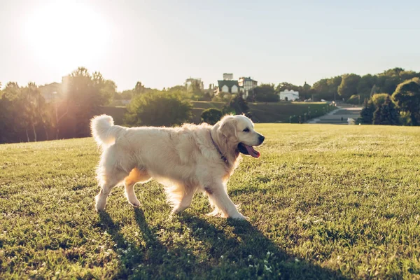 köpek golden retriever