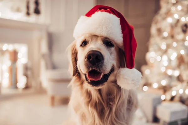 Hund på nyårsafton — Stockfoto