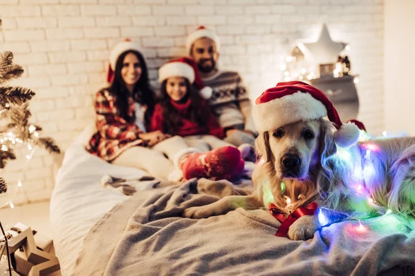 Семья с собакой в канун Нового года — стоковое фото