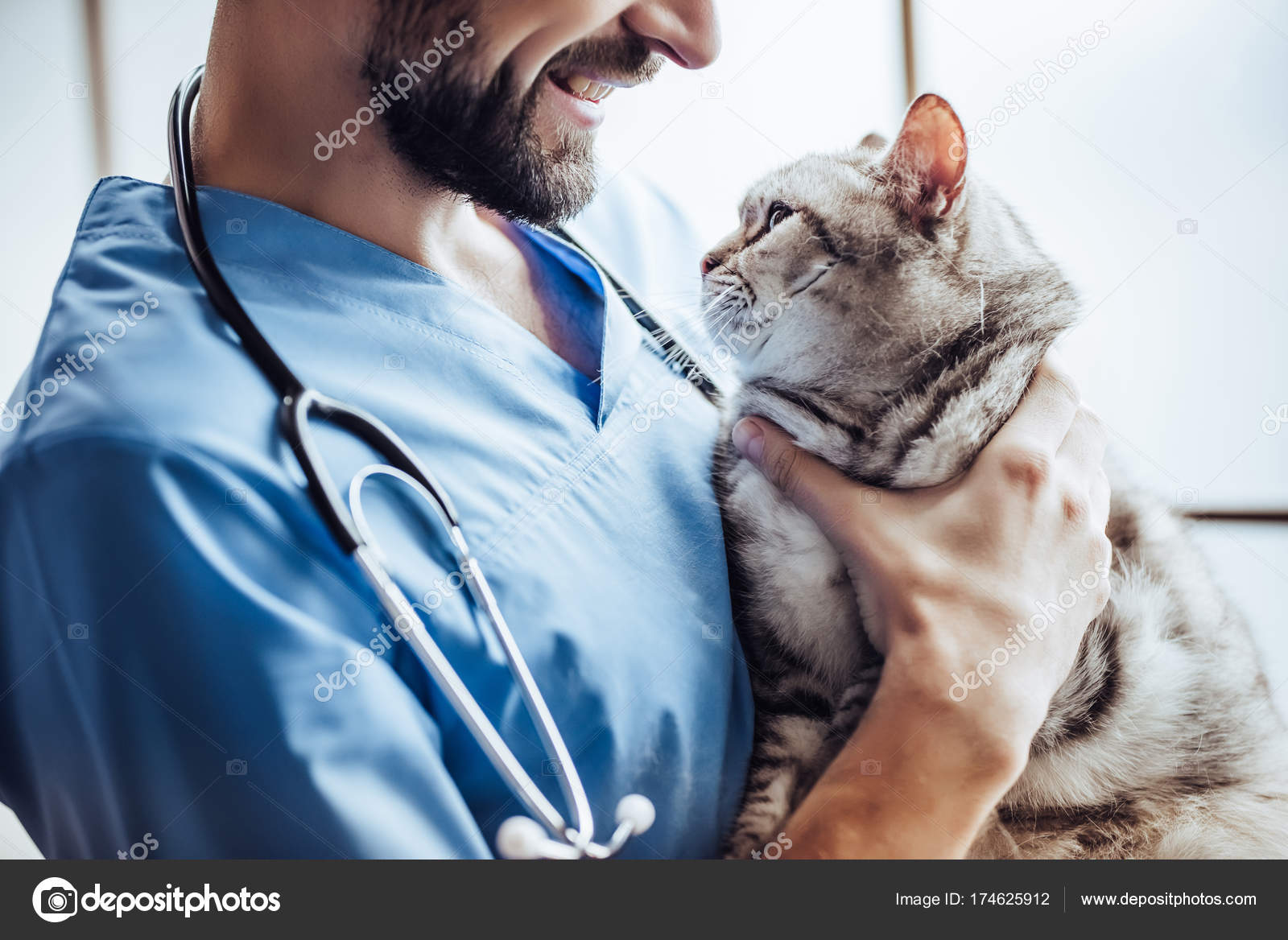 ветеринар на дом. котенок у ветеринара. кошка в ветеринарной клинике. животные доктора. ветпомощь на дому.