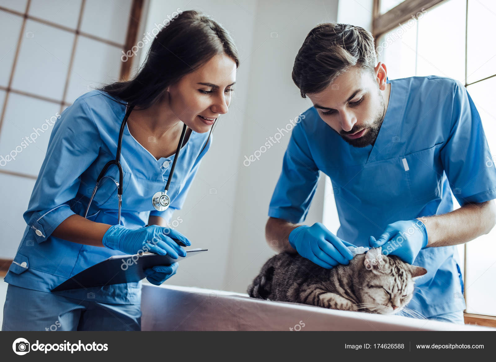 Ветлечебница пятигорск. Практика в ветеринарной клинике. Практика в ветеринарной клинике. Врач ветеринар. Молодые ветеринары.