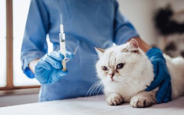 Doktor veteriner Kliniği