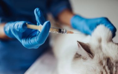 Doktor veteriner Kliniği