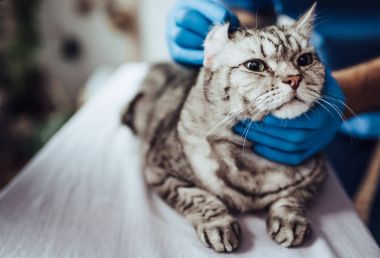 Doktor veteriner Kliniği